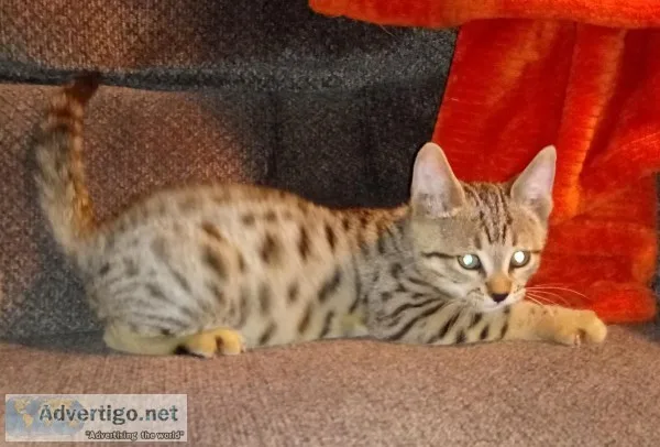 PolydactylBengal Kittens