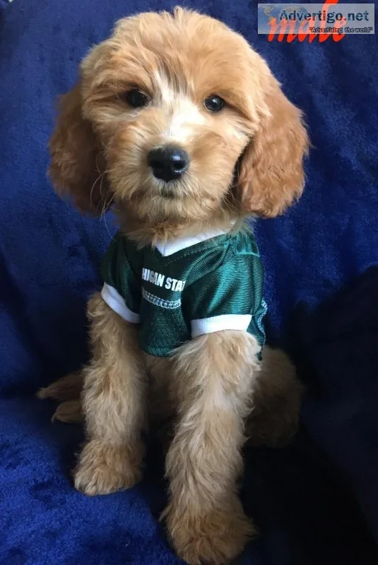 golden doodles