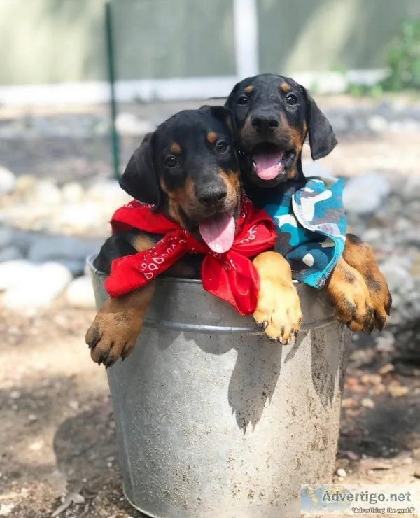 Doberman Puppies