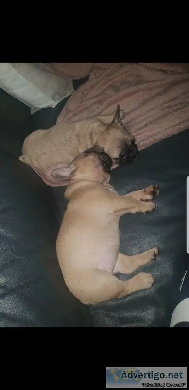 French Bulldog Puppies now Ready