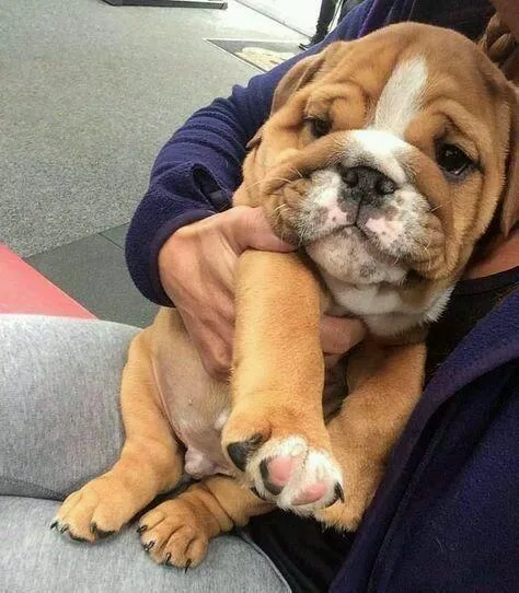 English bull dog