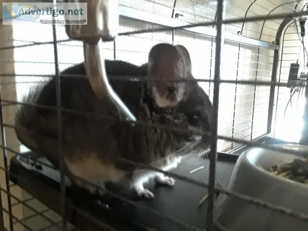 chinchilla with full set up