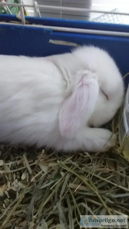 Bunnies Available