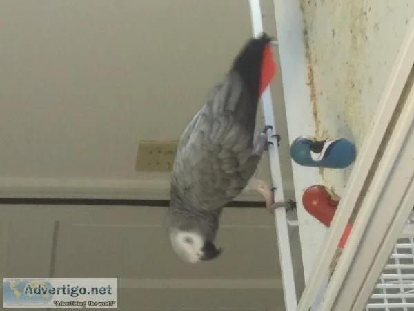 Congo African grey female