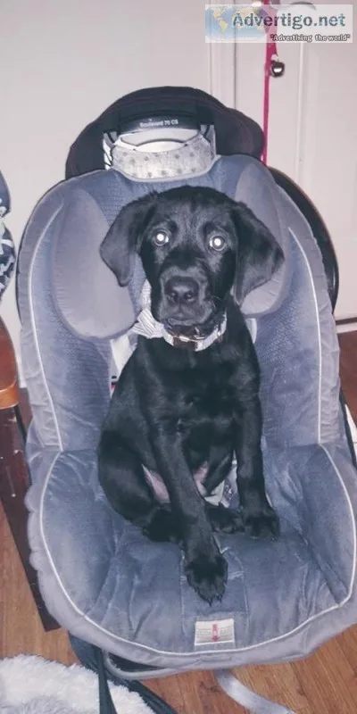 AKC Black Labrador Retriever Puppy