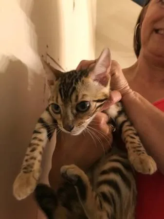 Bengals available