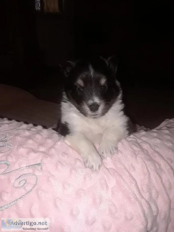 Shetland sheepdogsheltie