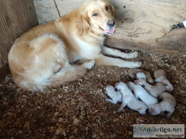 Male Golden Retriever Pups