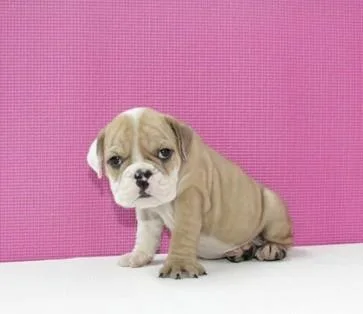 Puppy