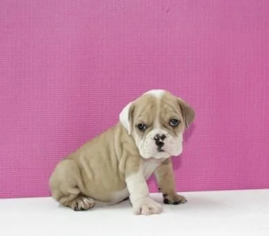 Puppy
