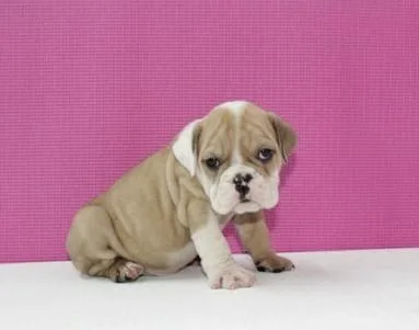 Puppy