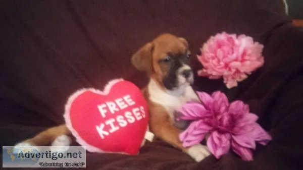 BOXER PUPPIES