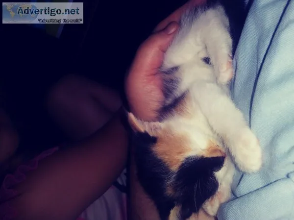 Kittens for forever homes