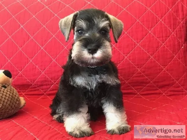 Classic Miniature Schnauzer