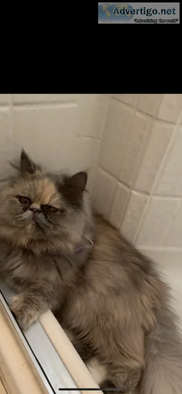Blue Cream Persian