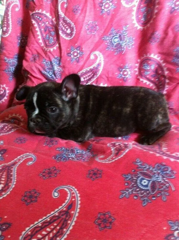 2F French Bulldogs For Sale