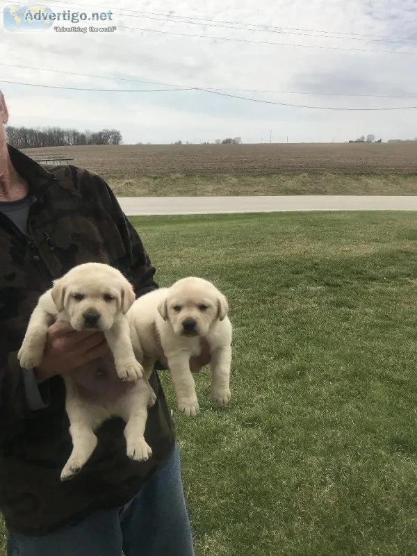 Lab puppies Yellow