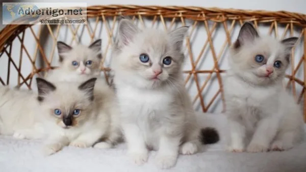Pure Breed Ragdoll Kittens For Sale