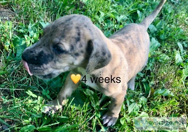 AKC Great Dane Puppies