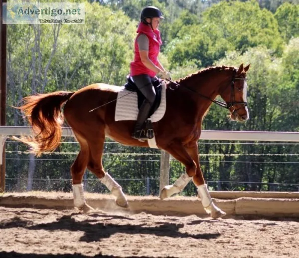 Elegant Dressage Mount (443-212-8142 )