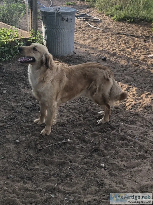 Golden Retriever female