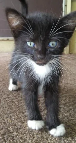 Five 8 week old kittens available for free.