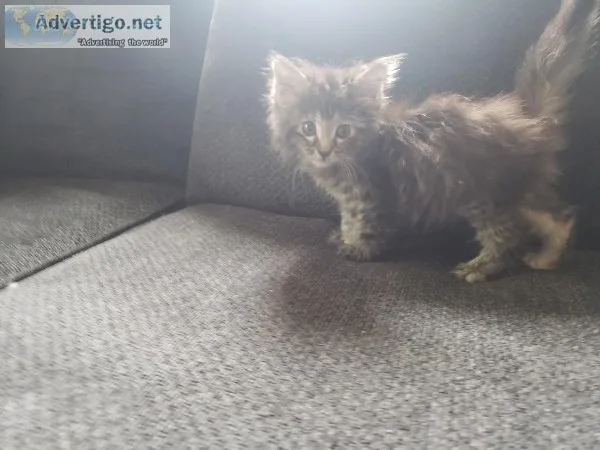 Large Mainecoons
