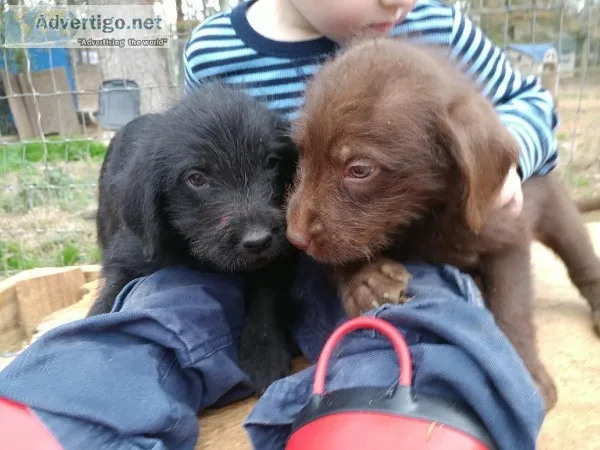 labradoodle pups male and female