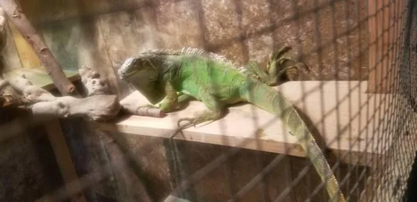 Green Iguana with cage