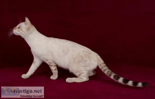 bengal cats for sale