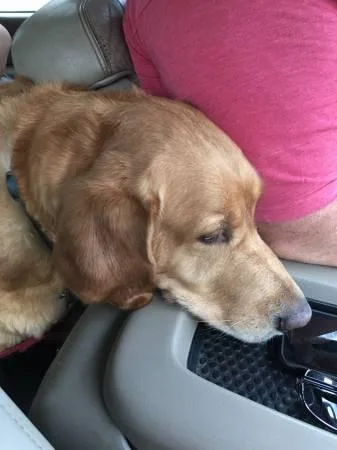 Half Golden Retriever Half Yellow Lab
