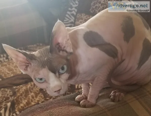 Female hairlesssphynx cat