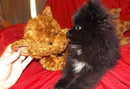 ONE LEFT Loving Playful and Sweet Purebred Pomeranian Puppies