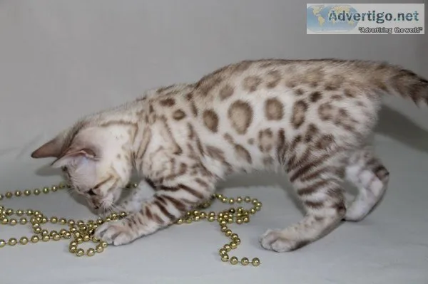 Bengal Cats and Kittens for Sale