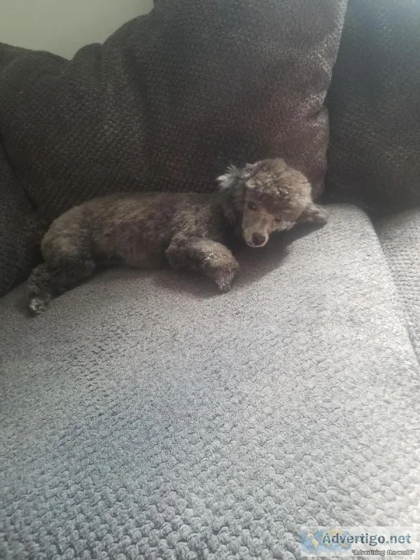 Silver Toy Poodle for Sale