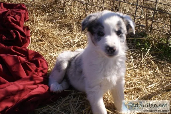 Border Collie ABCA