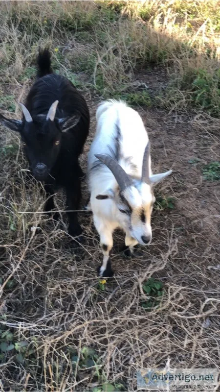 Male Pygmy Goat