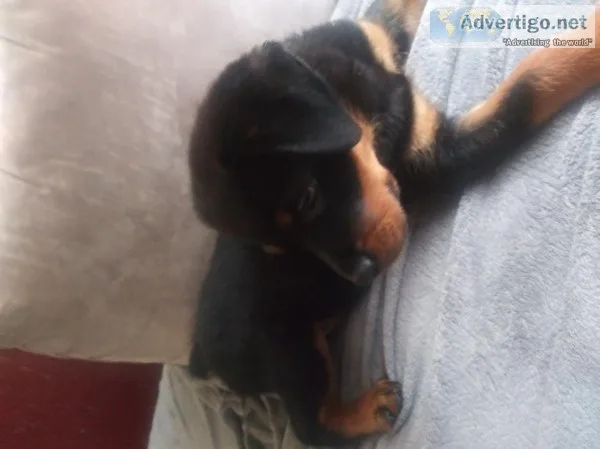 9 week old Rottweiler