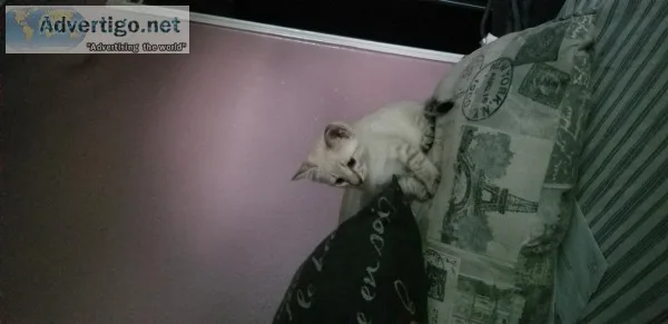 Shavanna cats
