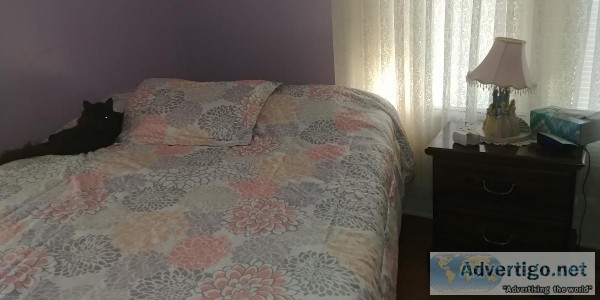 Looking for a reliable roomate