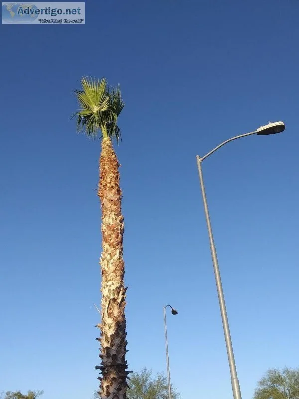 Affordable Palm trimming And removals