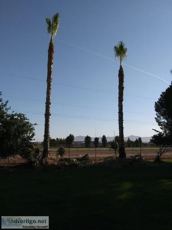 Affordable Tree and Palm service