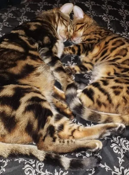Female bengal with breeding rights