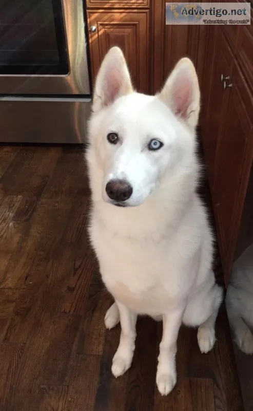 Rehoming Male Husky