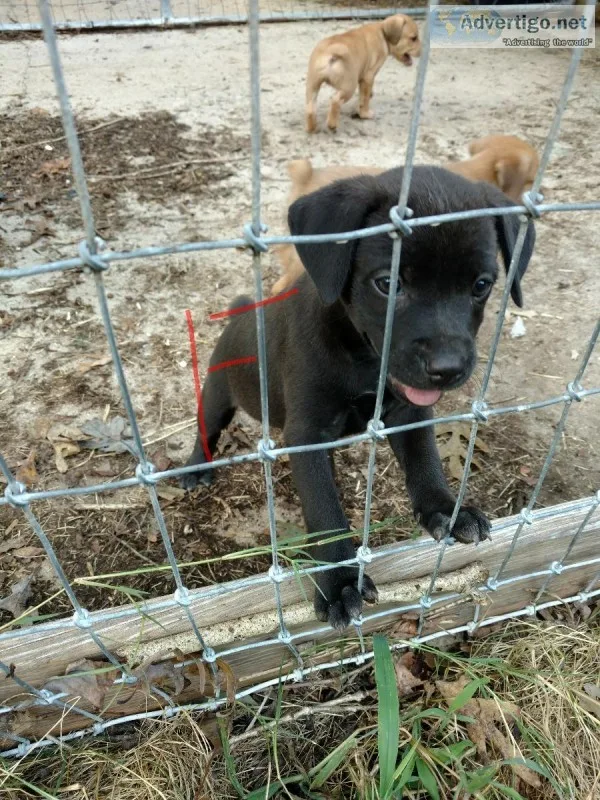 Nkc Treeing cur puppies