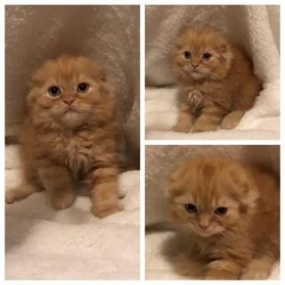Scottish FoldStraight Kittens