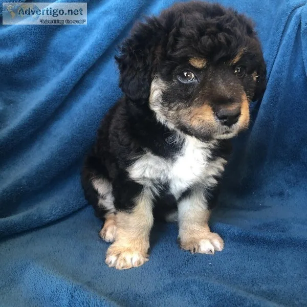 Yorkie-Poo puppy