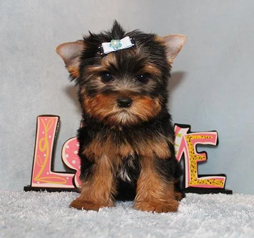 Toy Yorkie Puppy Boy (Xavier)