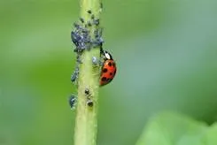 Find Out Best Solution for Spider Control.