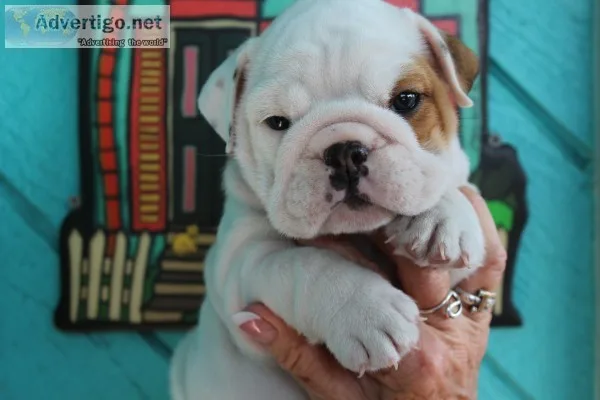 English bulldog puppies akc champion blo